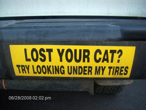 lost-cat.jpg