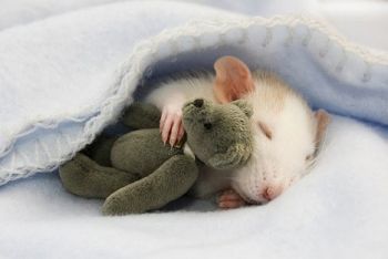 sleeping-rat 2.jpg
