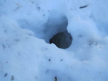 Burrow in snow 2.jpg