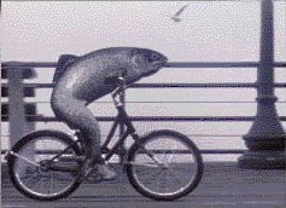 Fish_Bicycle.jpg