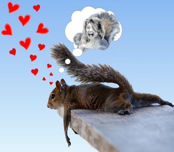 Day Dreaming squirrel 2.jpg
