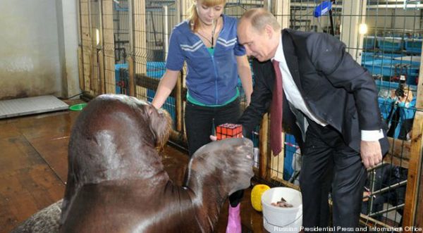 Red Walrus and Putin.jpg