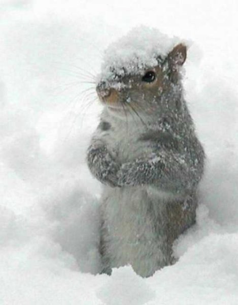 squirrel-in-foot-deep-snow.jpg