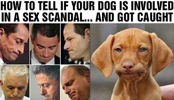 Dog_Sex_Scandal.jpg