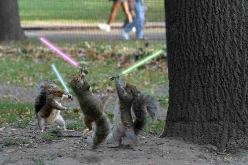 Squirrel-s-with-Lightsabers-viral-videos-373181_500_333.jpg