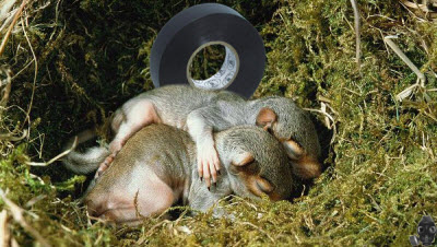 squirrel-nest.jpg