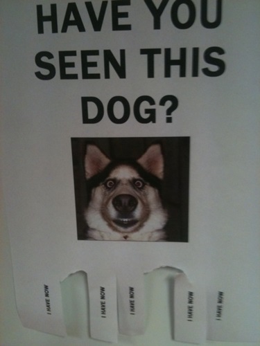 have you seen this dog.jpg