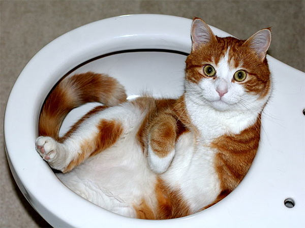 Cat_Toilet.jpg