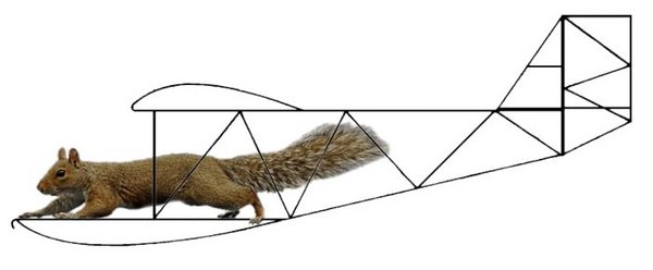 Squirrel Glider.jpg