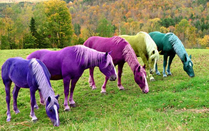 Horses-Of-A-Different-Color-47600.jpg