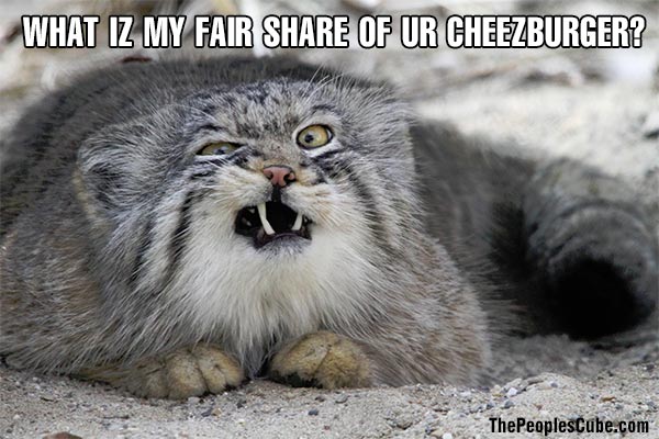 Cat_LOL_Cheezburger_FairShare.jpg
