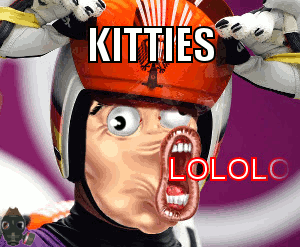 kitties-LOL.gif