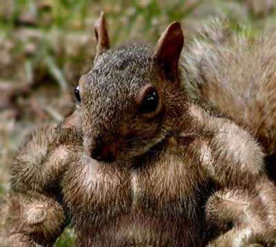 Muscle Squirrel.jpg