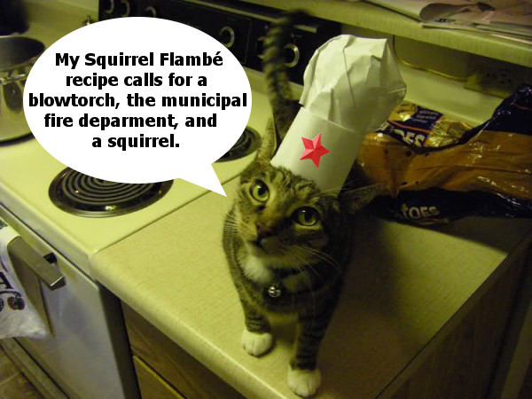 cat-chef.jpg