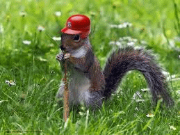 red squirrel.gif