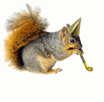 party_squirrel-2.gif
