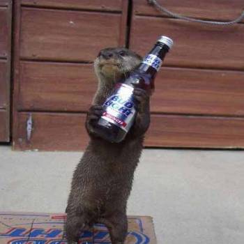 beer-stealing-weasel.jpg