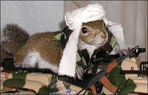 funny-pictures-squirrel-warrior.jpg