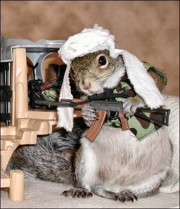 jihad squirrel.jpg
