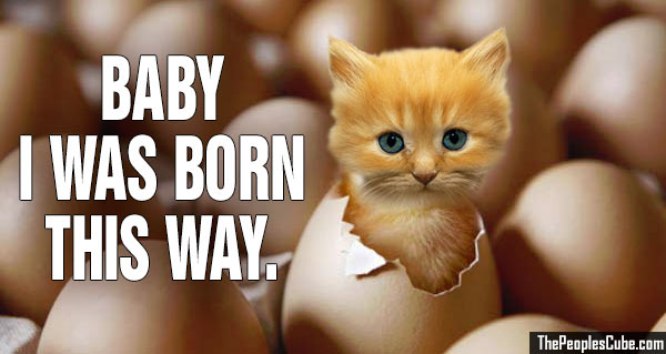 Chicken_Kitty_Born_this_way.jpg