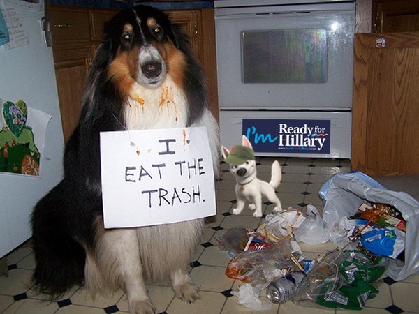 i_eat_the_trash_dog.jpg
