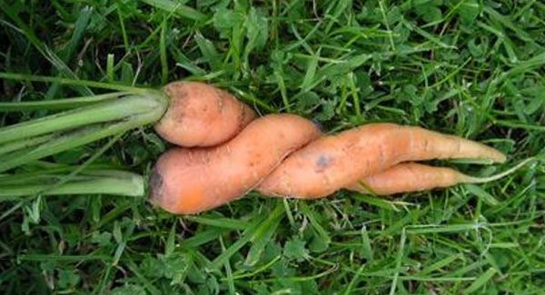 Carrot_sex.jpg