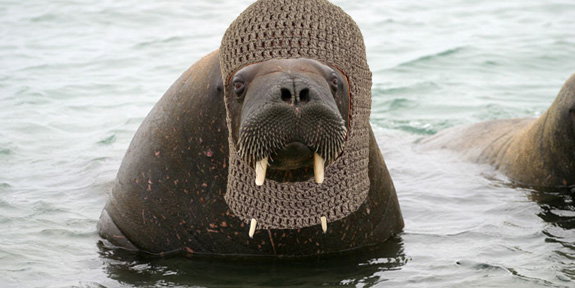 walrus chain mail.jpg