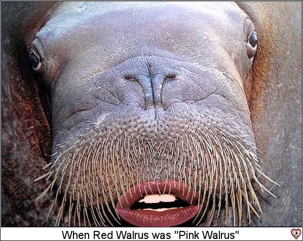 Walrus-1.jpg
