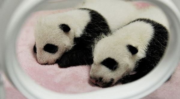 Panda_Babies.jpg