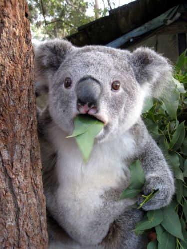 stunned koala.jpg