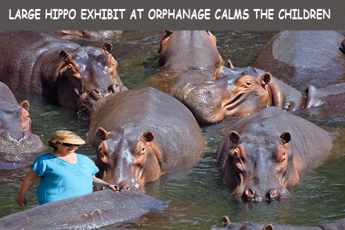 hippopotami.jpg