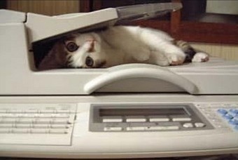 fax cat.jpg