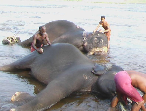 elephant bath.jpg