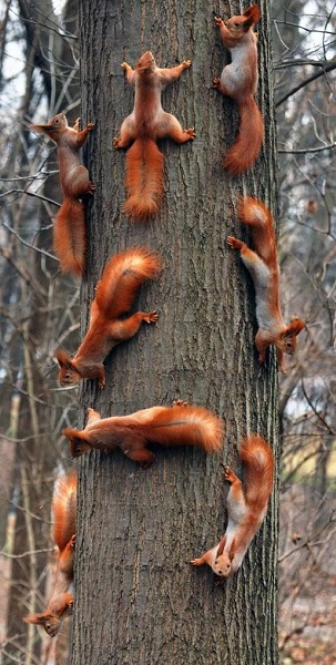 squirrel_Family_Meeting.jpg