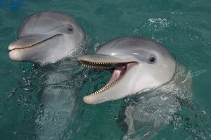 dolphin04.jpg
