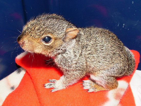 Baby Squirrel-z.jpg
