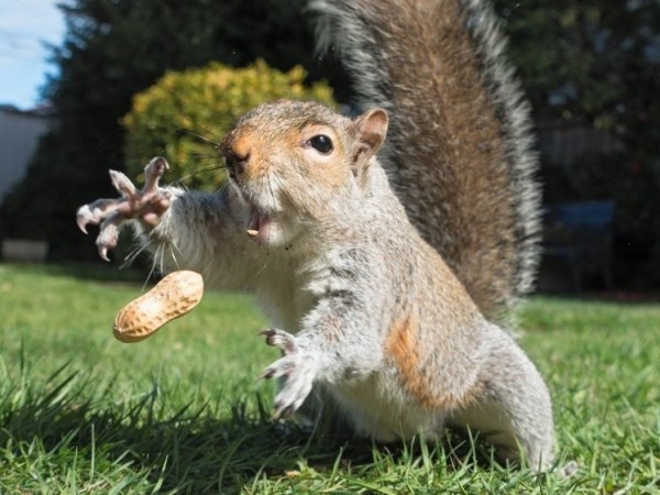 squirrel.nut.(600).jpg