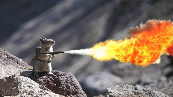 squirrel flamethrower.jpg