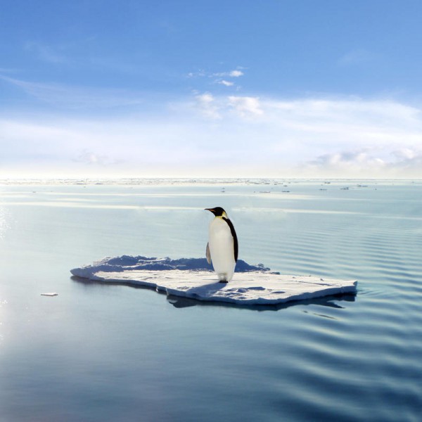 Penguin Ice Floe.jpg