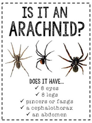Arachnids.jpg