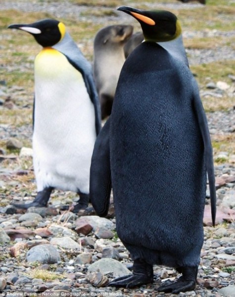 Penguin - Black.jpg