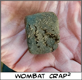 Wombat-2.jpg
