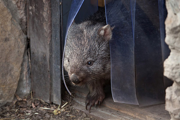 wombat-poop-2.jpg