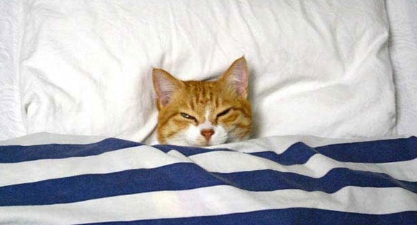 Cat_Bed.jpg