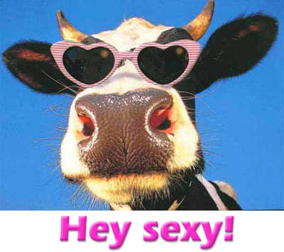 Sexy_cow.jpg