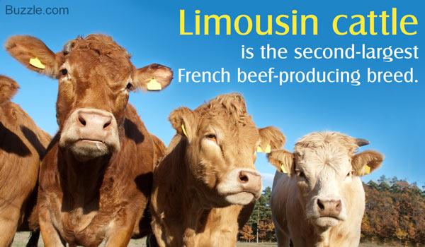 Limousin+Cattle.jpg