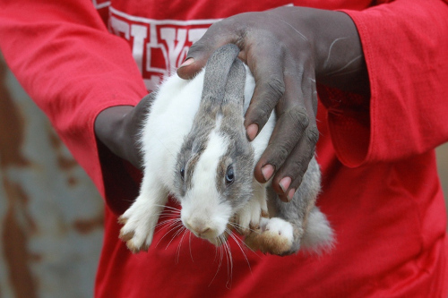 Tanzanian Rabbit.jpg