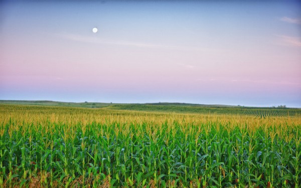 Iowa Corn field.jpg