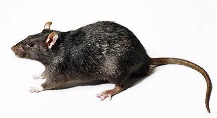 Rat.jpg