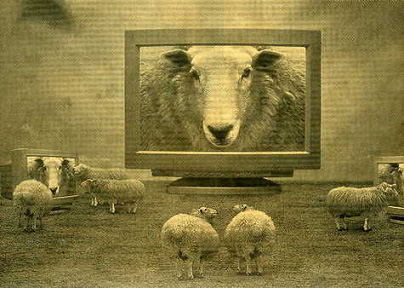 sheep on TV.jpg